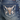 Grace In La Steer Head Modify Bootcut Jeans